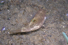 Canthigaster compressa