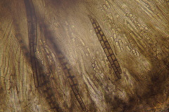 Geoglossum fallax