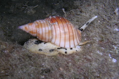 Nassarius glans