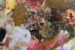 Scorpaenodes