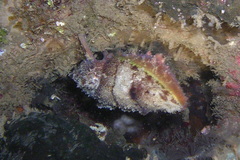 Sepia bandensis