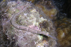 Corythoichthys ocellatus