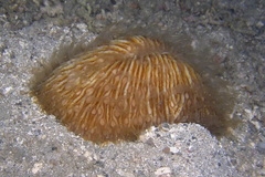 Lobactis scutaria