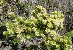 Baccharis linearifolia