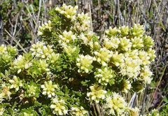 Baccharis linearifolia