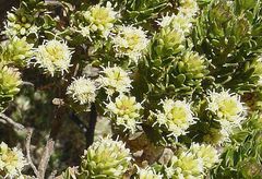 Baccharis linearifolia