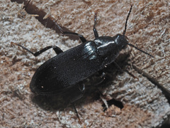 Melandrya caraboides