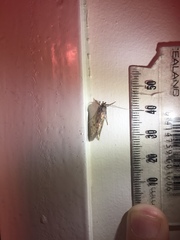 Lindera tessellatella