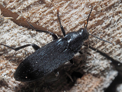 Melandrya caraboides