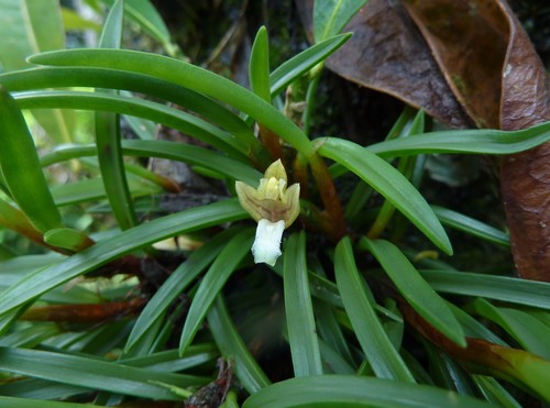 Maxillaria uncata image