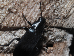 Melandrya caraboides