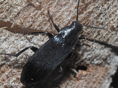 Melandrya caraboides
