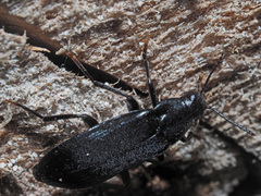 Melandrya caraboides