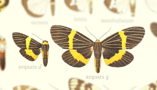 Pericallia aequata