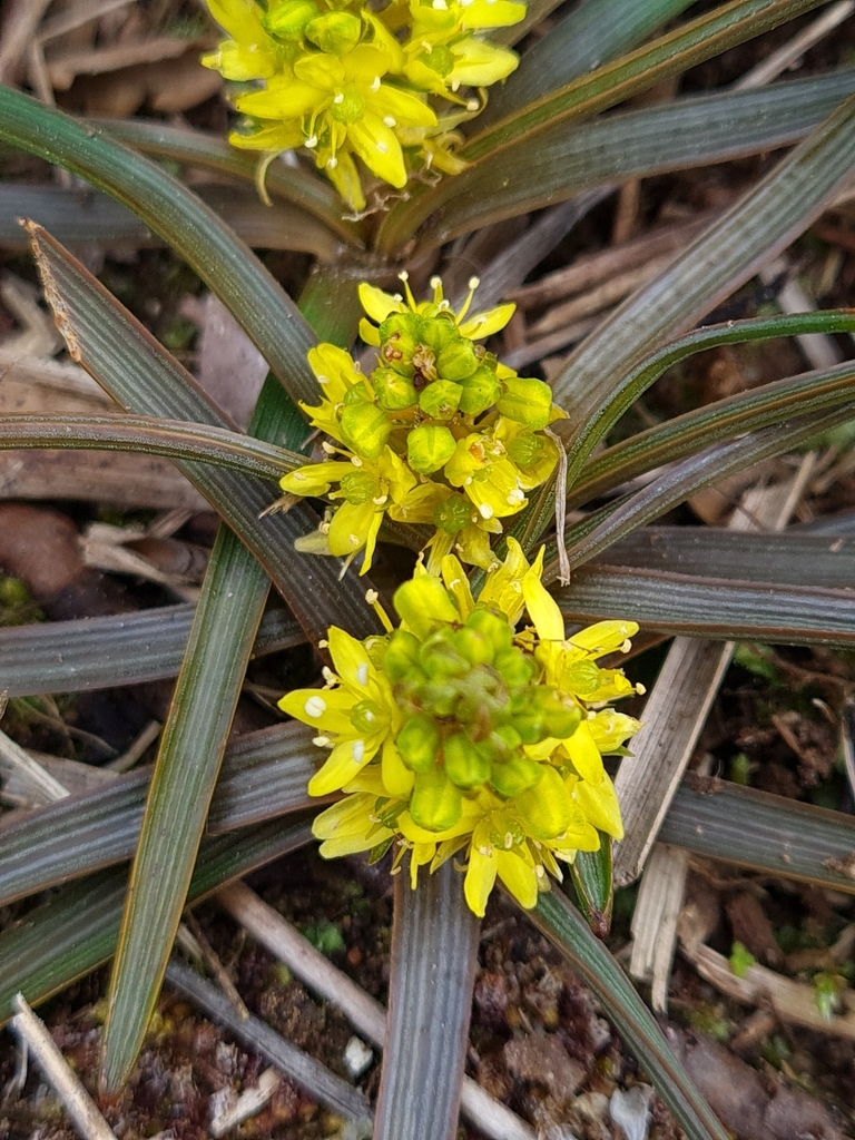 Bulbinella talbotii