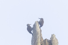 Chloropicus pyrrhogaster