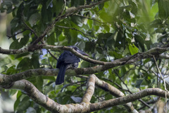 Horizocerus hartlaubi