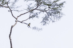 Anthreptes rectirostris rectirostris