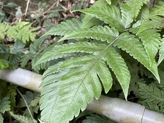 Tectaria fuscipes