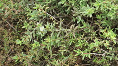 Delosperma uitenhagense