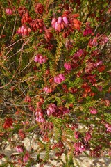 Erica andevalensis