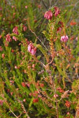 Erica andevalensis