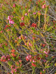 Erica andevalensis