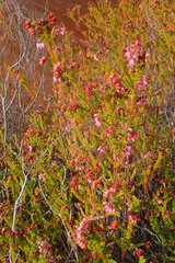 Erica andevalensis