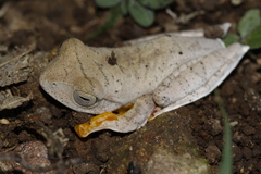 Rhacophorus margaritifer