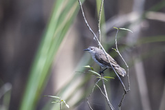 Anthreptes gabonicus