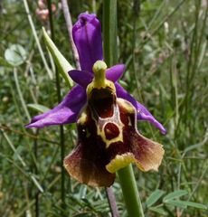Ophrys fuciflora maxima