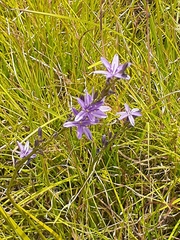Caesia calliantha