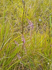 Comesperma polygaloides