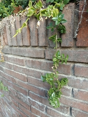 Mesembryanthemum cordifolium