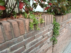 Mesembryanthemum cordifolium