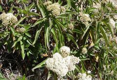 Baccharis pentlandii