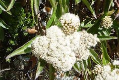 Baccharis pentlandii