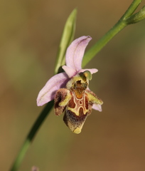 Ophrys fuciflora heterochila