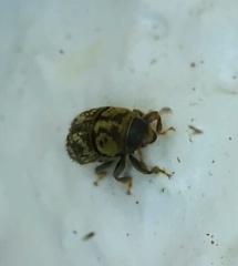 Chaetoptelius mundulus