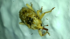 Mitrastethus baridioides