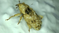 Mitrastethus baridioides