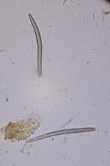 Geoglossum fallax