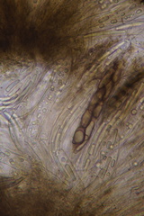 Geoglossum fallax