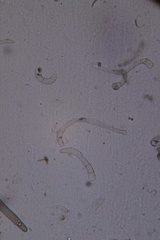 Geoglossum fallax