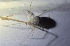 Cryptachaea gigantipes