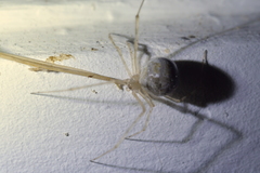 Cryptachaea gigantipes