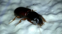 Clivina basalis