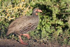 Pternistis afer castaneiventer