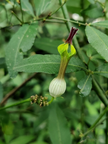 Ceropegia candelabrum