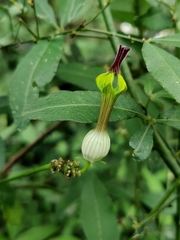 Ceropegia candelabrum biflora